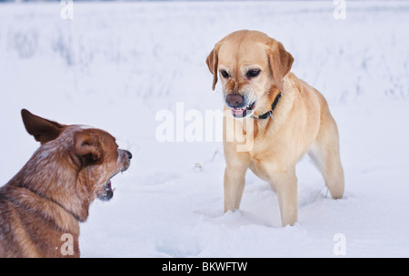 Labrador Retriever und junge Australian Cattle Dog kämpfen im Schnee Stockfoto