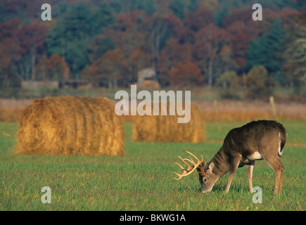 White tailed deer Buck Beweidung in Heu Odocoileus virginianus Feld Eastern United States Stockfoto
