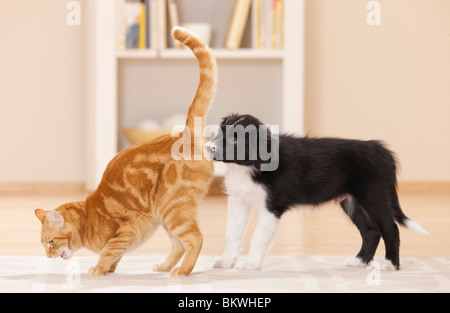 Verhalten: Border-Collie Welpen sniffing Hauskatze Stockfoto