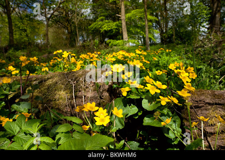 Blühende Sumpfdotterblume Caltha palustris, in einem englischen blätterverlierenden Wald. Stockfoto