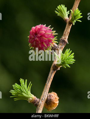 Die weibliche Blüte und neue Blätter des Baumes Europäische Lärche (Larix Decidua) Stockfoto