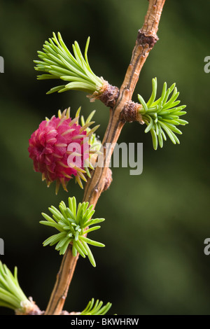Die weibliche Blüte und neue Blätter des Baumes Europäische Lärche (Larix Decidua) Stockfoto