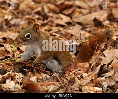 Eichhörnchen Futtersuche beobachten viewer Stockfoto