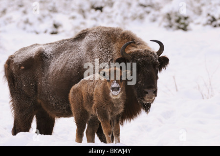 Wisent, Europäischer Bison (Bison bonasus). Kuh und Kalb im Schnee Stockfoto