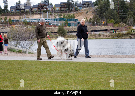 Ein Senioren-paar Fuß ihren großen Hund in einem Stadtpark Stockfoto
