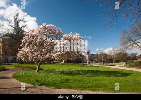 Blühende Magnolie in Forbury Gärten im Zentrum von Reading, Berkshire, Uk Stockfoto