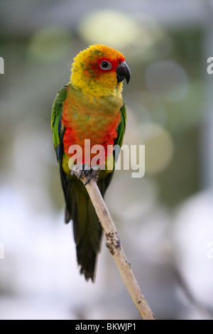 Aratinga Solstitialis namens Sun Conure kleine Papagei Stockfoto