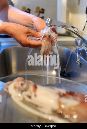 Fangfrisch Tintenfisch wird gewaschen und unter einem Wasserhahn bereit für das Kochen vorbereitet Stockfoto