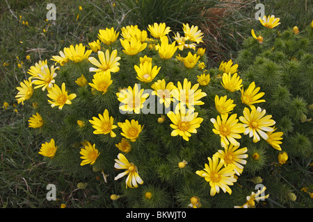 Frühlings-Adonisröschen, Adonis Vernalis, Stockfoto