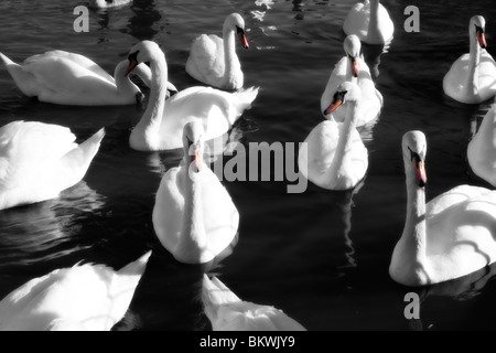 Schwäne auf dem Fluss in der Wintersonne Stockfoto