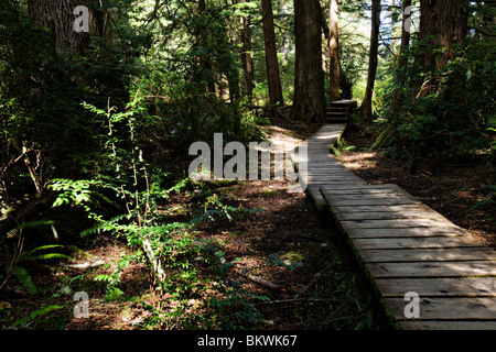 Ein Spaziergang durch den Wald Stockfoto
