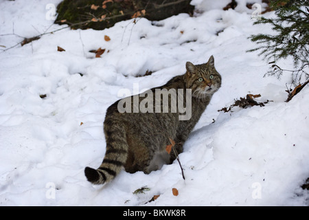 Wildkatze, Europäische, wildcat, Felis Silvestris, Stockfoto