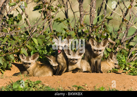 Familie von neugierigen Hieb-eared fox Cubs kommen aus ihrer Höhle bei Sonnenaufgang.  Hobatere, Damaraland, Kunene Region, Namibia. Stockfoto