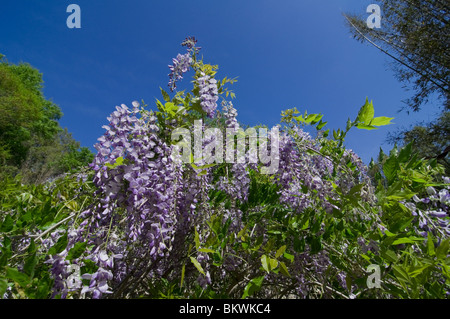 Kanapaha Gardens Spring Festival Gainesville Florida Glyzinien Rebe in Blume Wisteria sinensis Stockfoto