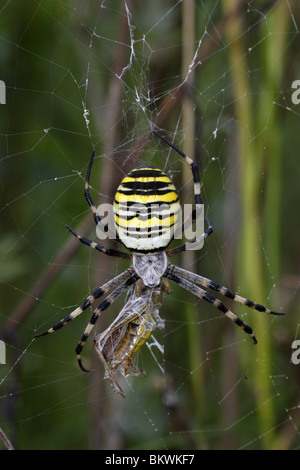 Zebraspinne, Wespenspinne, Spinne, Wespe, Spinnennetz, Spinne, Argiope Bruennichi, Stockfoto