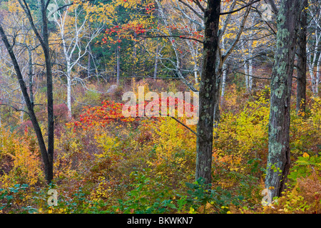 Farben des Herbstes im Wald in die Ausbau-Reservoir-Reservierung im Geschirr, Massachusetts. Stockfoto