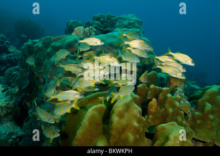 Smallmouth Grunt (Haemulon Chrysargyreum) an einem tropischen Korallenriff in Bonaire, Niederländische Antillen. Stockfoto