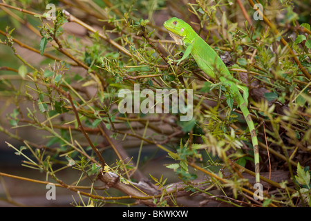 Grüner Leguan (Iguana Iguana), juvenile auf einem kleinen Busch an der Plaza Resort in Bonaire, Niederländische Antillen. Stockfoto