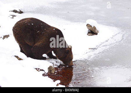 Braunbär Ursus Arctos Braunbär Stockfoto