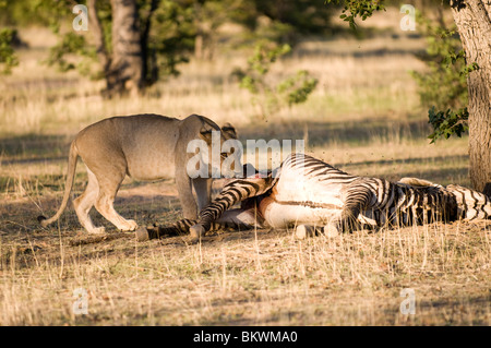 Jungen Heranwachsende männliche Löwen auf ein Zebra töten, Hobatere, Namibia, Afrika. Stockfoto