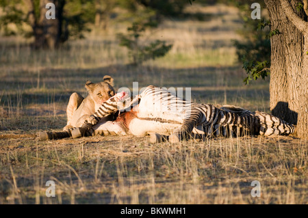 Jungen Heranwachsende männliche Löwen auf ein Zebra töten, Hobatere, Namibia, Afrika. Stockfoto