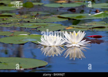 Wilde Seerose (Nymphaea odorata), Okefenokee, Georgia, USA. Stockfoto