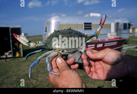 Ein soft Shell Crab, bereit für den Topf von der Laguna Madre Bucht auf South Padre Island, Texas Stockfoto