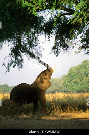 Elefant (Loxodonta Africana), Fütterung auf Acacia, Simbabwe. Stockfoto