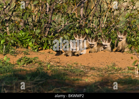 Familie von neugierigen Hieb-eared fox Cubs kommen aus ihrer Höhle bei Sonnenaufgang.  Hobatere, Damaraland, Kunene Region, Namibia. Stockfoto