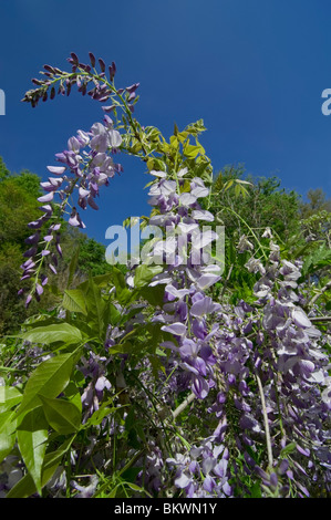 Kanapaha Gardens Spring Festival Gainesville Florida Glyzinien Rebe in Blume Wisteria sinensis Stockfoto