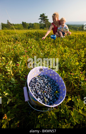 Ein Eimer gefüllt mit Reifen Hohmann Heidelbeeren auf einem Hügel in Alton, New Hampshire. Stockfoto