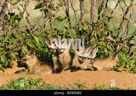 Familie von neugierigen Hieb-eared fox Cubs kommen aus ihrer Höhle bei Sonnenaufgang.  Hobatere, Damaraland, Kunene Region, Namibia. Stockfoto