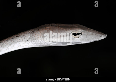 Wilde Ahaetulla Prasina, Schlange grün Peitsche oder Rebe Schlange. Dieses wilde Exemplar wurde in Khao Ang Rue Nai, Thailand gesehen. Stockfoto