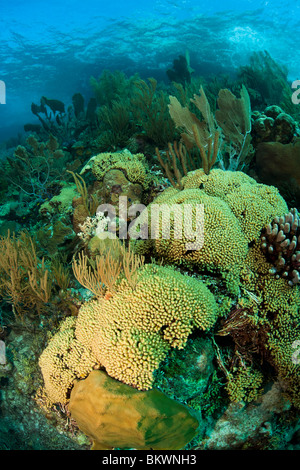 Gemeinsamen Gorgonien (Gorgonia Ventalina) und andere Korallen auf einer wunderschönen tropischen Riff in Bonaire, Niederländische Antillen. Stockfoto