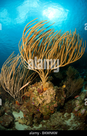 Trumpetfish (Aulostomus Maculatus) versteckt in Meer Ruten auf einer wunderschönen tropischen Riff Stockfoto