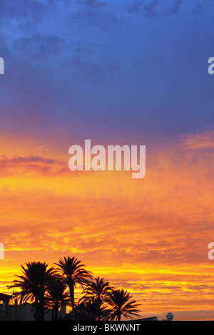 Blau und orange roten Sonnenuntergang mit Washingronia Palm Bäume sunrise Stockfoto