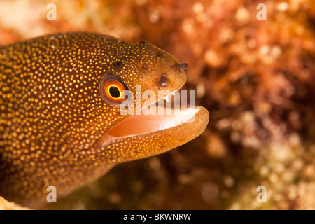 Goldentail Muräne (Gymnothorax Miliaris) an einem tropischen Korallenriff in Bonaire, Niederländische Antillen. Stockfoto