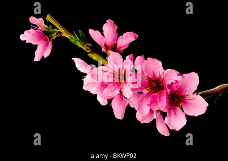 Frühlingsblumen Stockfoto