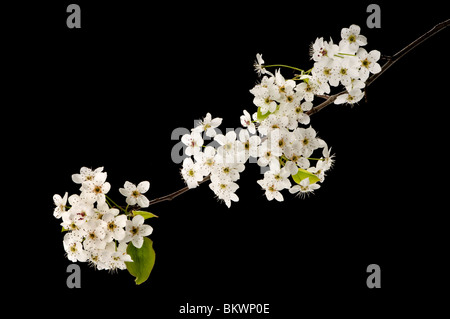 Frühlingsblumen Stockfoto