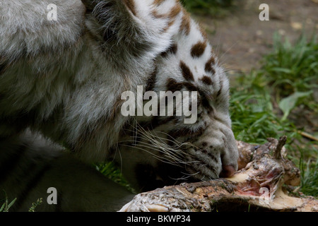 Weißer Tiger, Beauval Zoo Stockfoto