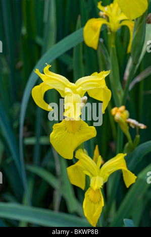 Kanapaha Gardens Spring Festival Gainesville Florida gelbe Iris Blumen blühen in der Nähe von Wasser Gärten Stockfoto