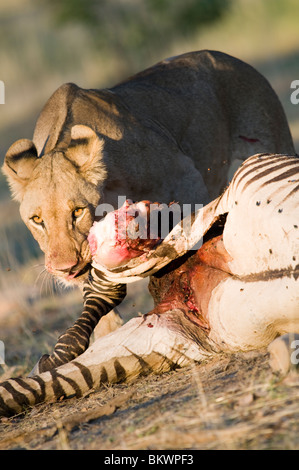 Jungen Heranwachsende männliche Löwen auf ein Zebra töten, Hobatere, Namibia, Afrika. Stockfoto