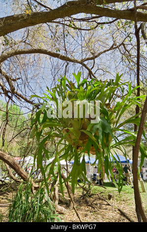 Kanapaha Gardens Spring Festival Gainesville Florida Riesen Hirschhorn Farn hängt von Live-Eiche Stockfoto