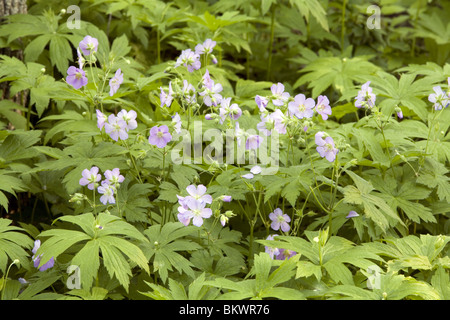 Wild Geranium oder Storchschnabel (Geranium Maculatum) Stockfoto