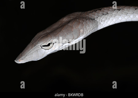 Wilde Ahaetulla Prasina, Schlange grün Peitsche oder Rebe Schlange. Dieses wilde Exemplar wurde in Khao Ang Rue Nai, Thailand gesehen. Stockfoto