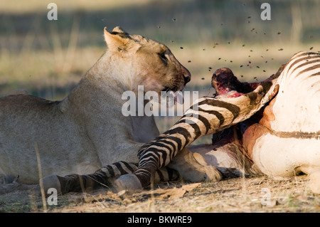 Jungen Heranwachsende männliche Löwen auf ein Zebra töten, Hobatere, Namibia, Afrika. Stockfoto