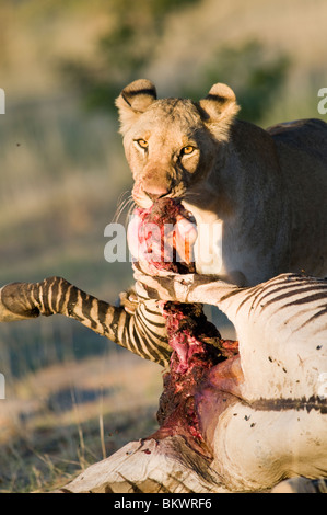 Jungen Heranwachsende männliche Löwen auf ein Zebra töten, Hobatere, Namibia, Afrika. Stockfoto