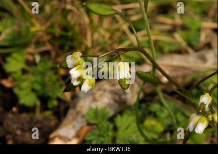 Gemeinsamen Whitlowgrass, Erophila verna Stockfoto