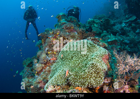 Rosa Anemonenfischen Amphiprion Perideraion auf Seeanemone, Heteractis Magnifica, Wandmontage, Taucher im Hintergrund, Layang Layang Stockfoto