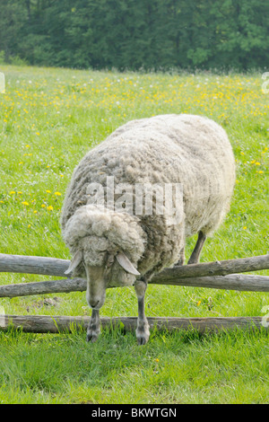 Hausschafe über den Zaun springen Stockfoto